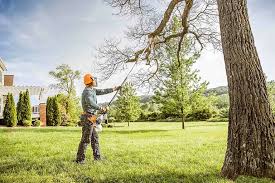 Best Tree and Shrub Care  in Paradise, CA