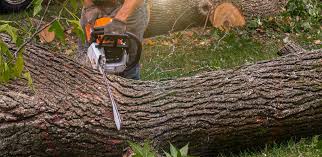 Lawn Drainage Solutions in Paradise, CA