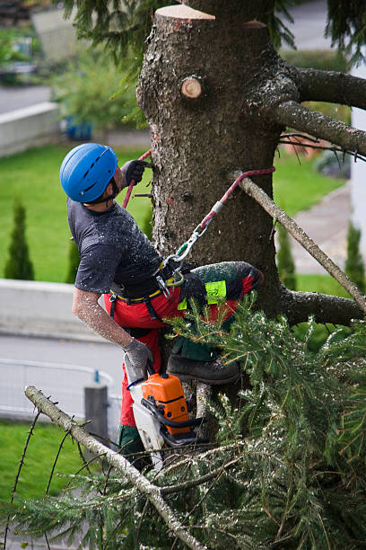 Best Tree Risk Assessment  in Paradise, CA