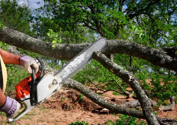 How Our Tree Care Process Works  in  Paradise, CA